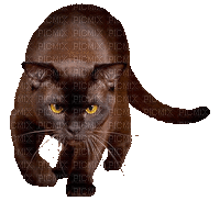 Kotek 7 - Darmowy animowany GIF
