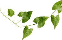 dolceluna leaves leaf - png gratis