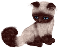 Chat Blanc Brun:) - png gratuito