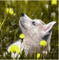 dog - Ingyenes animált GIF