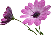 Flores rosada - darmowe png