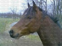 cheval mignon - 無料png