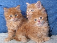 Chatons roux - png gratis