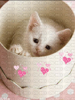 cats - GIF animado gratis