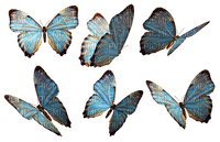 blue butterflies - besplatni png