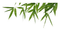 bamboo,tree,leaf - ücretsiz png