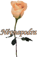 Névnapi - 免费动画 GIF