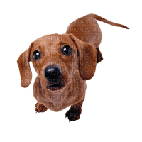 Kaz_Creations Animals Dogs Dog Pup - zadarmo png