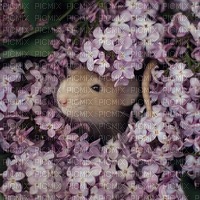 Lilac Mouse - bezmaksas png