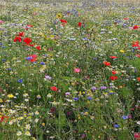 wildflowers - δωρεάν png