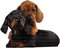 dog chien hund animal tube hunde dogs chiens animals - png gratis