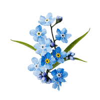 forget me not Bb2 - kostenlos png