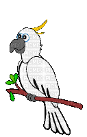 perroquet - 免费动画 GIF
