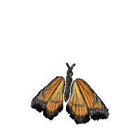 Mariposa. - Free animated GIF
