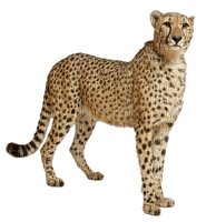 cheetah bp - PNG gratuit