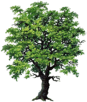 albero - GIF animado gratis
