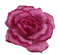 Rose.Fleur-Flower.Pink.Victoriabea