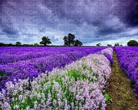 paysage  landscape-scenery-lavender field lavande-Blue DREAM 70 - png gratis