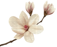 Magnolia - безплатен png