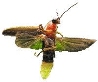 Firefly, Lightning Bug - Δωρεάν κινούμενο GIF
