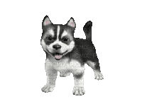 dog - GIF animate gratis