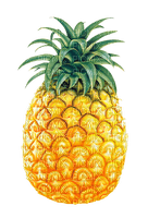 Pineapple.Yellow.Green - бесплатно png