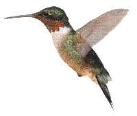 Humming Bird - Gratis geanimeerde GIF
