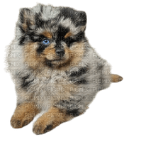 Pomeranian - zdarma png