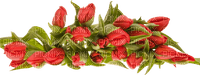 tulipe fleur - kostenlos png