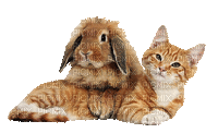 kot i królik - GIF animé gratuit