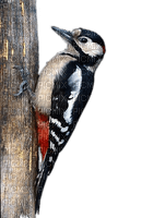 Vogel, Buntspecht, Bird - PNG gratuit
