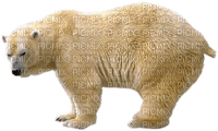 dolceluna white polar bear deco winter - Free PNG