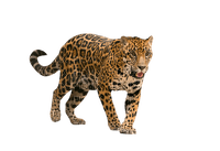 Leopard - ilmainen png