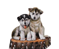 Chiens .S - zdarma png