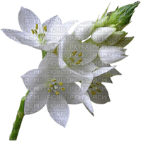 Flowers white bp - nemokama png