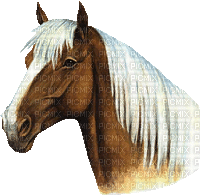 horse pferd cheval animal animals tier western wild west Native American tube farm ranch - Free animated GIF