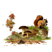 wiewiórka/jesień - darmowe png