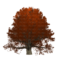 tree - png gratis