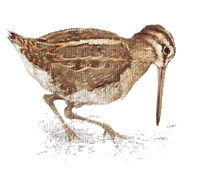 gull katrin - Бесплатный анимированный гифка