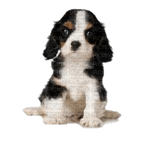 dogs - kostenlos png