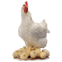 chicken bp - PNG gratuit