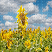 kikkapink background spring flowers field - GIF animasi gratis
