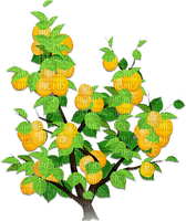 soave deco orange summer fruit citrus  orange - безплатен png