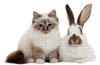 cat and rabbit by nataliplus - png gratuito