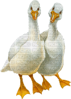 duck - Бесплатный анимированный гифка