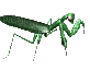 mantis - Бесплатный анимированный гифка