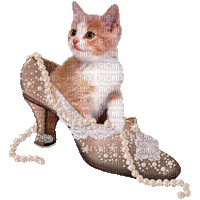 Kaz_Creations Shoe Animated Cats Kitten Cat - GIF เคลื่อนไหวฟรี