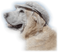 dog, Pelageya - PNG gratuit