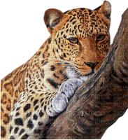 leopard - 免费PNG