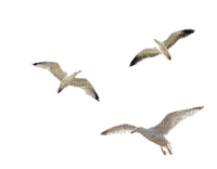 fåglar-fågel - PNG gratuit